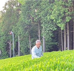 創業1869年。澄んだ空気と清流に恵まれた宇治茶の名産地「童仙房」で、1980年より農薬・化学肥料を使わずお茶を作りつづけています。
